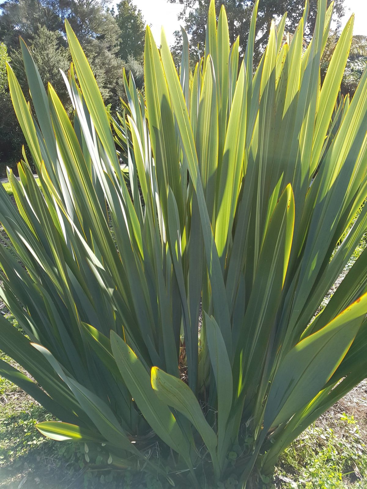 Caring For Your Flax Flaxworx NZ